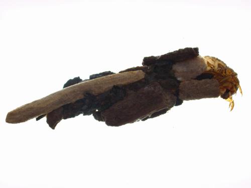 Northern Case Maker Caddisfly Larvae